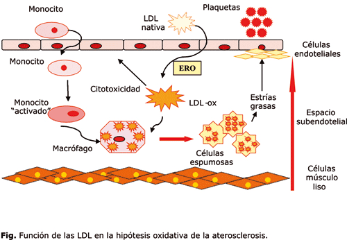 El estrés oxidativo en la enfermedad cardiovascular: evidencias para un ...